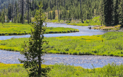 The Lewis River near the south entrance in Yellowstone National Park