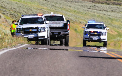 Park Rangers put down an Pronghorn Antelope hit by a car in Yellowstone National Park