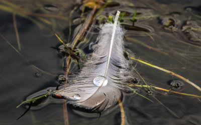 Feather in the Madison River near the west entrance in Yellowstone National Park