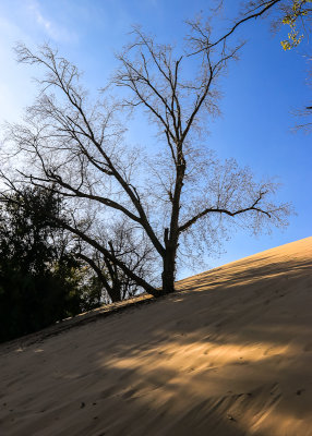 Dead tree on the side of Mount Baldy in Indiana Dunes National Park