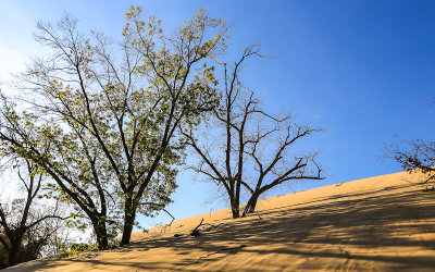 Trees in the sands of Mount Baldy in Indiana Dunes National Park