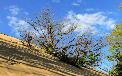 Sand covered tree on the side of Mount Baldy in Indiana Dunes National Park