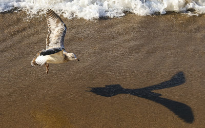 Gull in flight over a Lake Michigan beach in Indiana Dunes National Park
