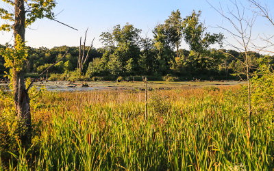 Great Marsh from the observation deck in Indiana Dunes National Park
