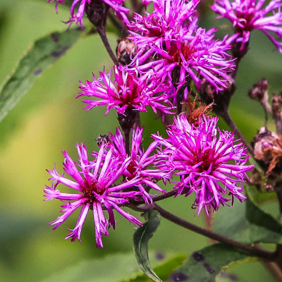 Ironweed wildflowers along the Great Marsh Trail in Indiana Dunes National Park