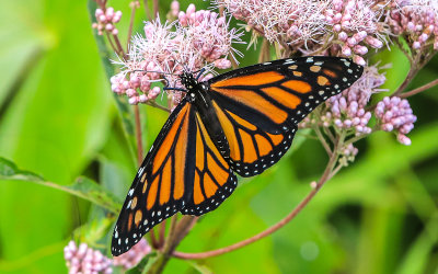 Monarch Butterfly on a Milkweed plant along the Great Marsh Trail in Indiana Dunes National Park