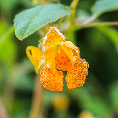 Spotted Touch-Me-Not Jewelweed along the Great Marsh Trail in Indiana Dunes National Park