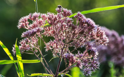Bumblebee on a Joe-Pye-Weed along the Great Marsh Trail in Indiana Dunes National Park