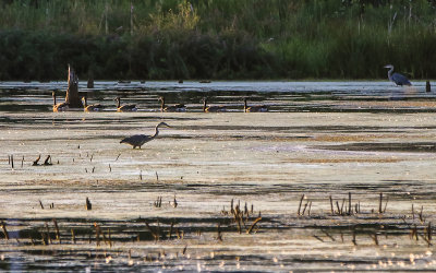 Geese and Great Blue Herons in Great Marsh in Indiana Dunes National Park