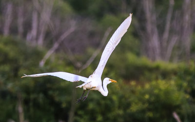 Great White Heron takes flight over Great Marsh in Indiana Dunes National Park