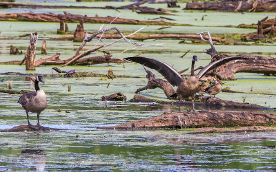 Geese, ducks and a turtle in Great Marsh in Indiana Dunes National Park