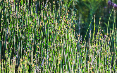 Horsetail Reeds in Great Marsh in Indiana Dunes National Park