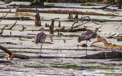 Sandhill Cranes in Great Marsh in Indiana Dunes National Park