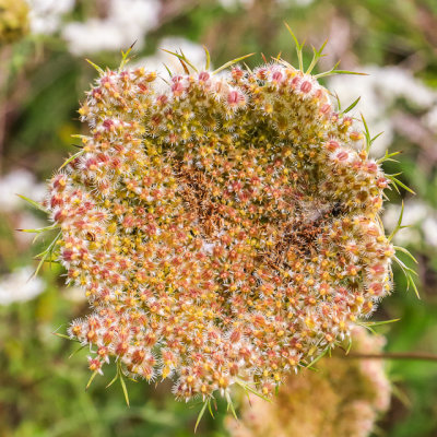 Seed pod of the Queen Anne’s Lace plant in Indiana Dunes National Park