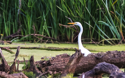 Great White Heron in Great Marsh in Indiana Dunes National Park