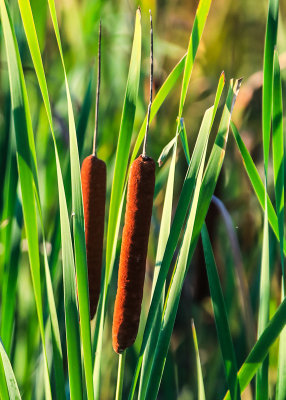 Cattails in Great Marsh in Indiana Dunes National Park