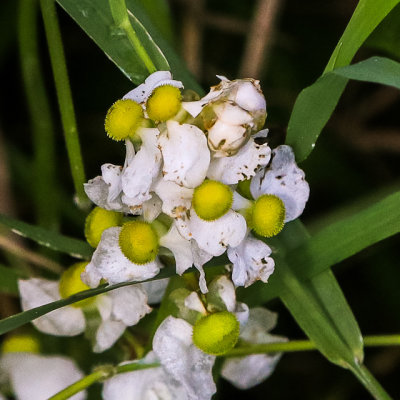 Flowers deep in the grasses of Great Marsh in Indiana Dunes National Park