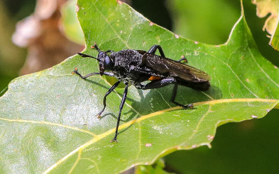 Black Wasp along the Dune Ridge Trail in Indiana Dunes National Park
