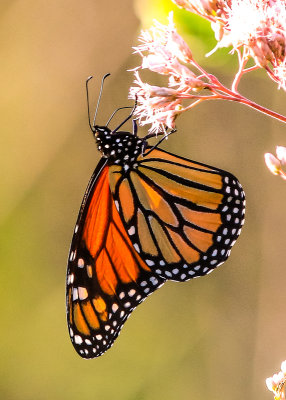 Monarch Butterfly feasting on Milkweed in Indiana Dunes National Park