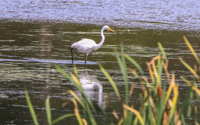 Great White Heron in Great Marsh in Indiana Dunes National Park
