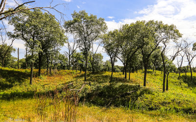 Oak Savanna Forrest along the Miller Woods Trail in Indiana Dunes National Park