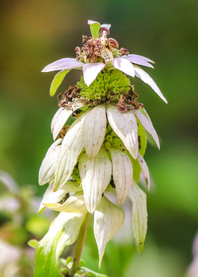Horsemint plant along the Miller Woods Trail in Indiana Dunes National Park