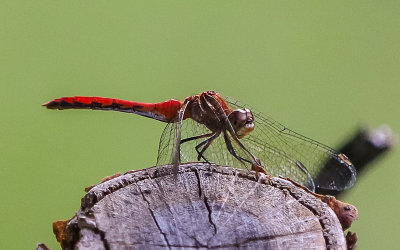 Dragonfly near the Tolleston Dunes Overlook in Indiana Dunes National Park