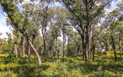 Rare Oak Savanna along the Miller Woods Trail in Indiana Dunes National Park
