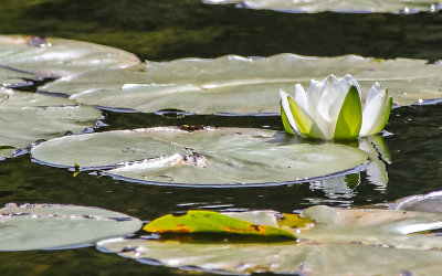 White Lily Pad flower along the Miller Woods Trail in Indiana Dunes National Park