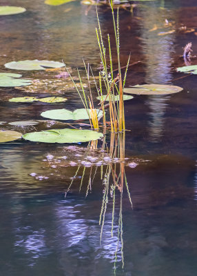 Reeds and lily pads reflected in a pond along the Miller Woods Trail in Indiana Dunes National Park