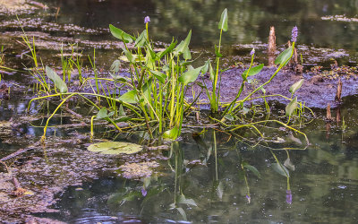 Pickerel Weed growing in a pond along the Miller Woods Trail in Indiana Dunes National Park