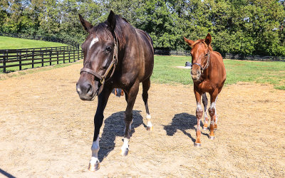Tizcool and foal at Taylor Made Farm
