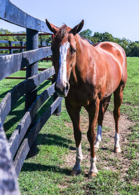 One of Americas all time highest-earning race horses, California Chrome at Taylor Made Farm