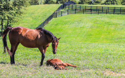 Dr Fagers Gal and foal 19 in a field at Taylor Made Farm
