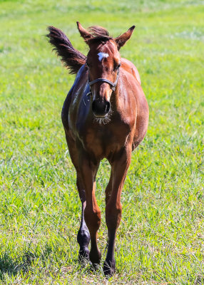 Dr Fagers Gal foal 19 sired by California Chrome at Taylor Made Farm