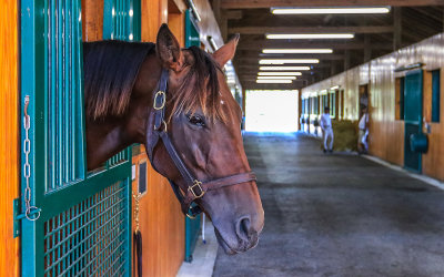 View of Beholder and her stable at Spendthrift Farm