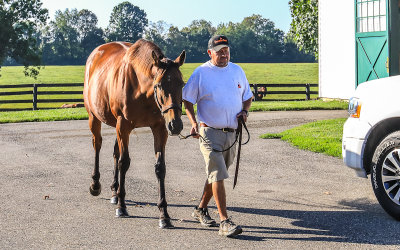 Handler Gabriel leads Beholder out of her stable at Spendthrift Farm