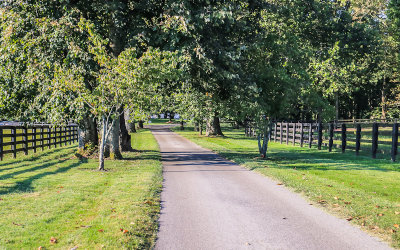 Tree covered road at Spendthrift Farm