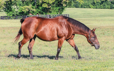 Currently in foal with sire War Front, Beholder at Spendthrift Farm