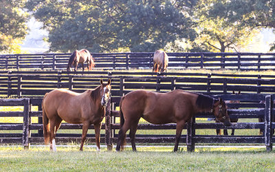 Mares in the fields under early morning sunlight at Spendthrift Farm