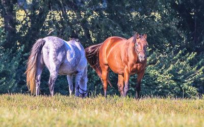 Beholder and Coup de Coeur grazing at Spendthrift Farm