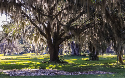A live oak draped in moss silhouetted by sunlight in Fort Frederica National Monument