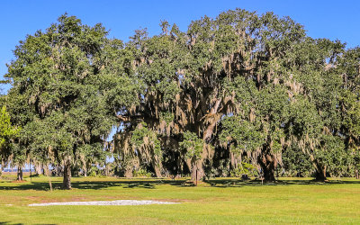 Moss draped live oaks in Fort Frederica National Monument