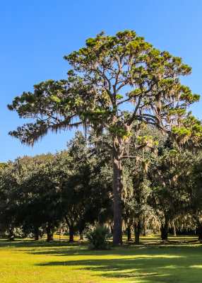 Large live oak in Fort Frederica National Monument