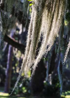 Moss blowing in the wind in Fort Frederica National Monument