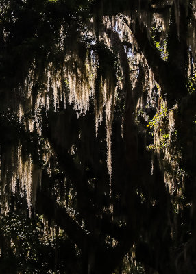 Moss silhouetted by the sun in Fort Frederica National Monument