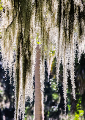 Moss in the sunlight in Fort Frederica National Monument