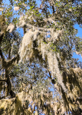 Looking up at hanging moss in Fort Frederica National Monument