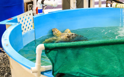 Tsunami, a Green Sea Turtle under the care of the Georgia Sea Turtle Center