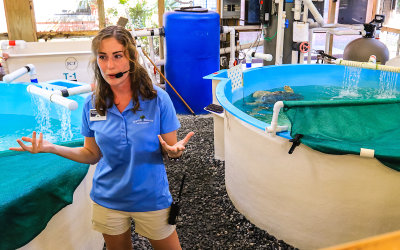 Guide Celeste with Green Sea Turtle Tsunami in the background in the Georgia Sea Turtle Center